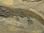 Spectacular Permian Amphibian & Fish Plate #7081-3